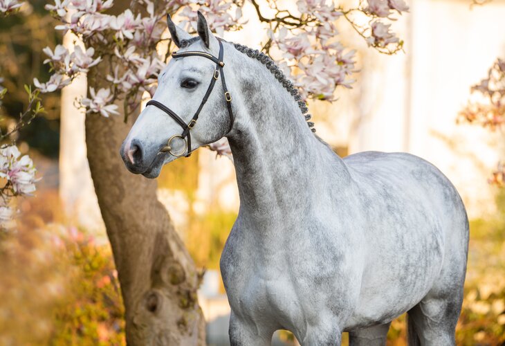 Cahil Kalender 2024 Holsteiner hingstar