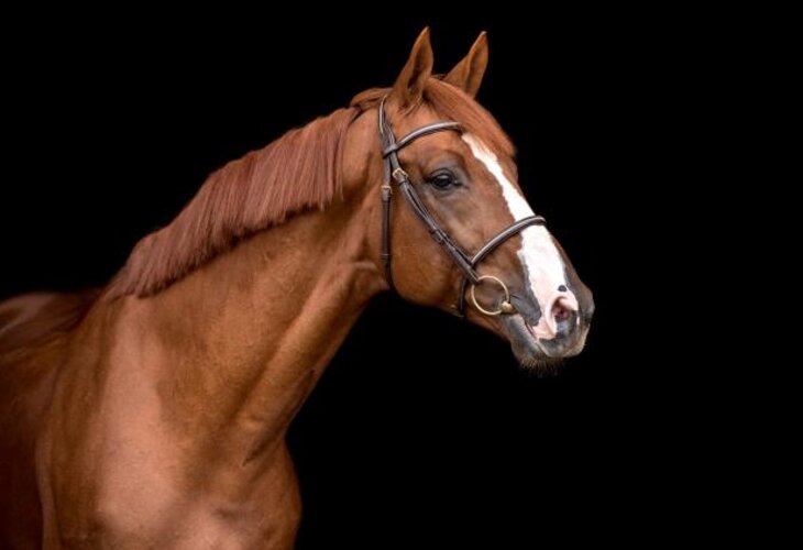 Candy de Nantuel Holsteiner hingstar