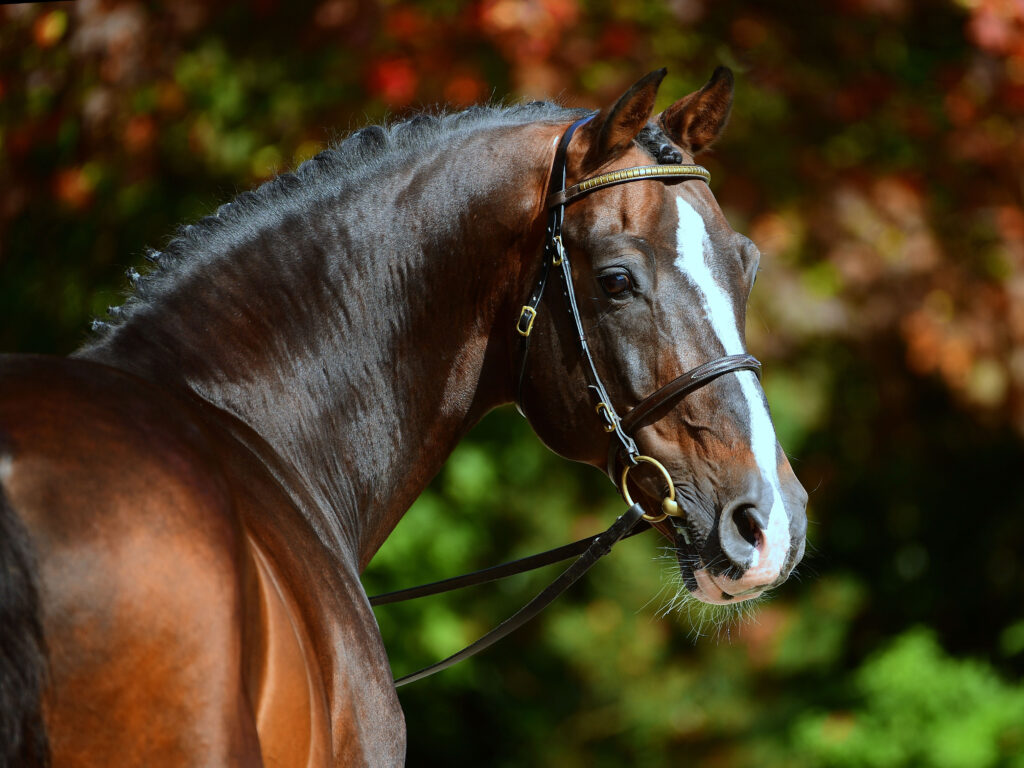 Casall Huvud Holsteiner hingstar