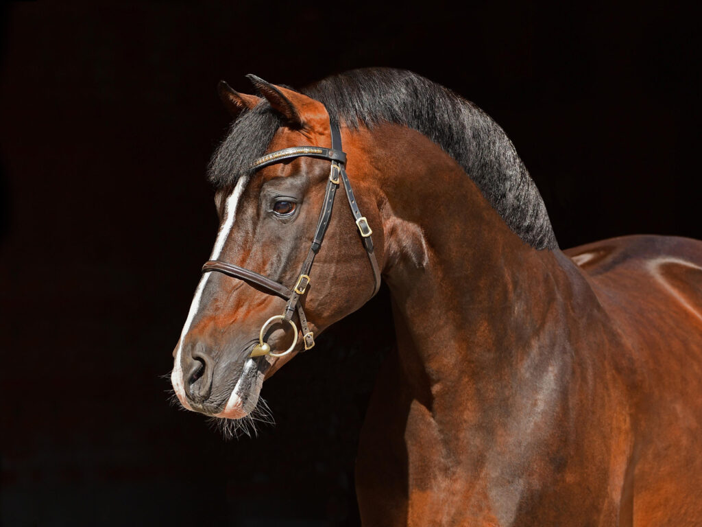 Casall huvud Holsteiner hingstar