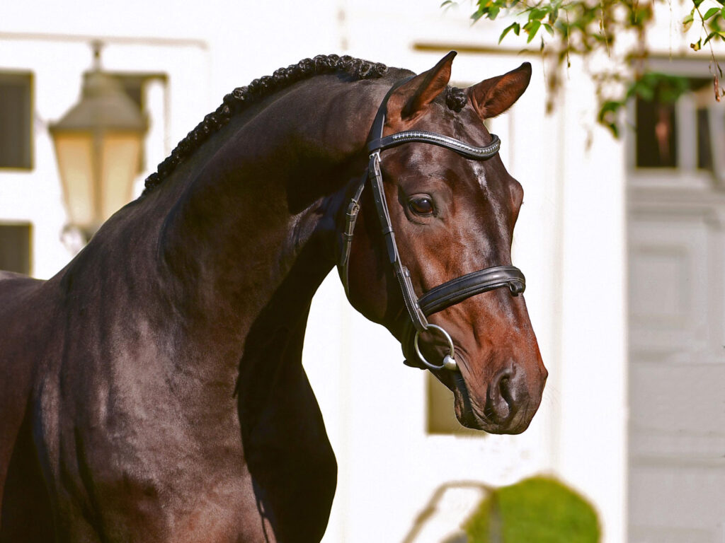 Cascolero Holsteiner hingstar