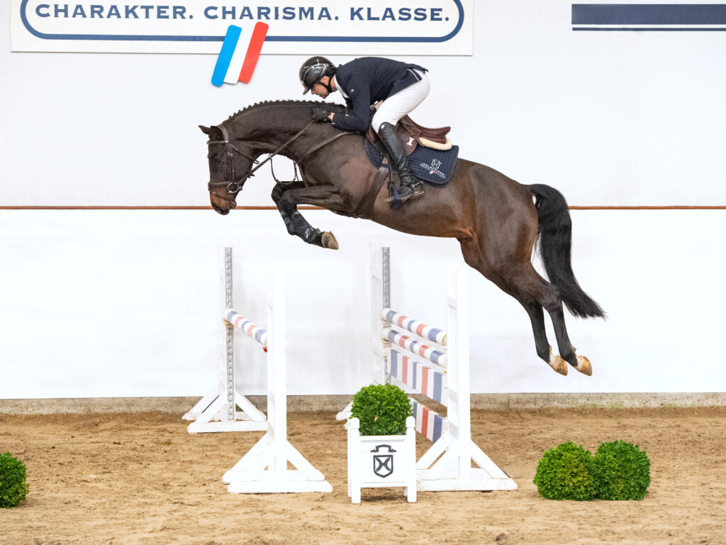 Cascolero - Visning Holsteiner hingstar