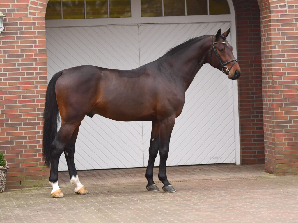 Charaktervoll helkropp Holsteiner hingstar