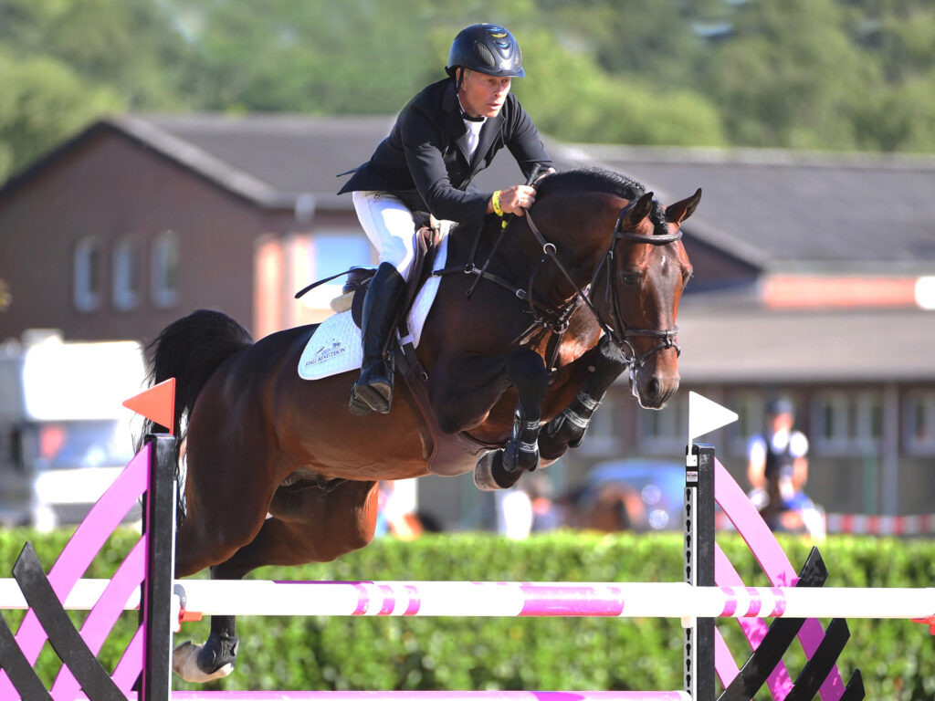 Charaktervoll högt hinder Holsteiner hingstar