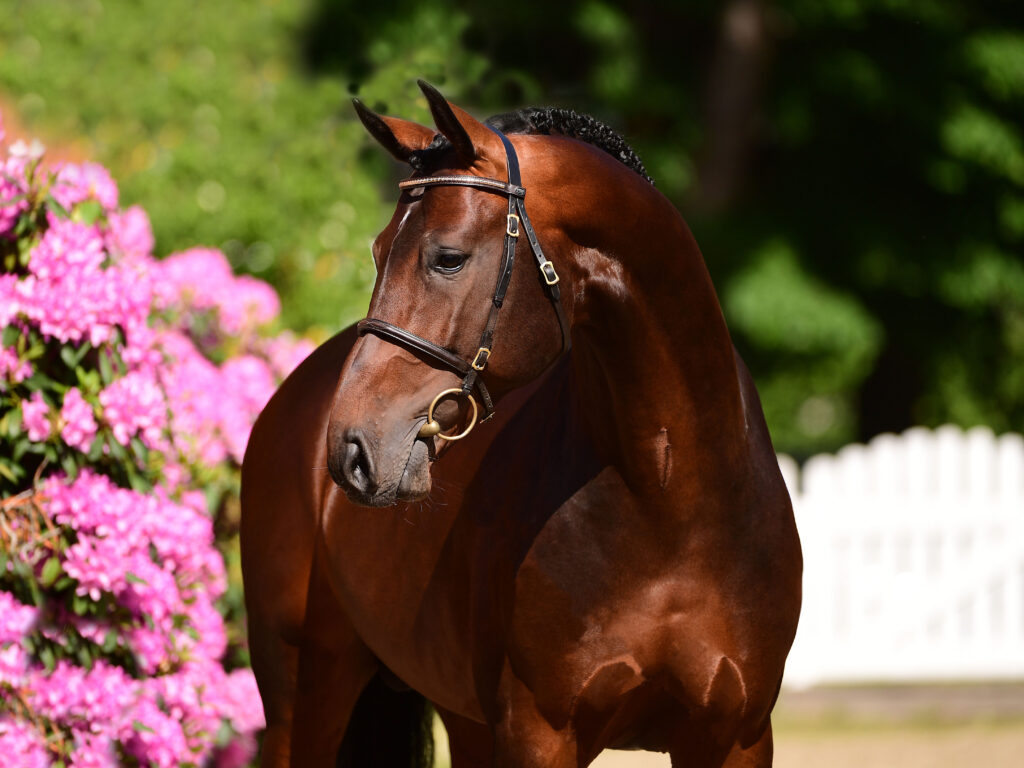 Charaktervoll huvud Holsteiner hingstar