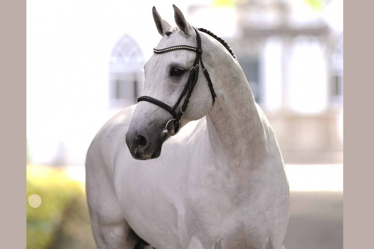 Clarimo huvud Holsteiner hingstar