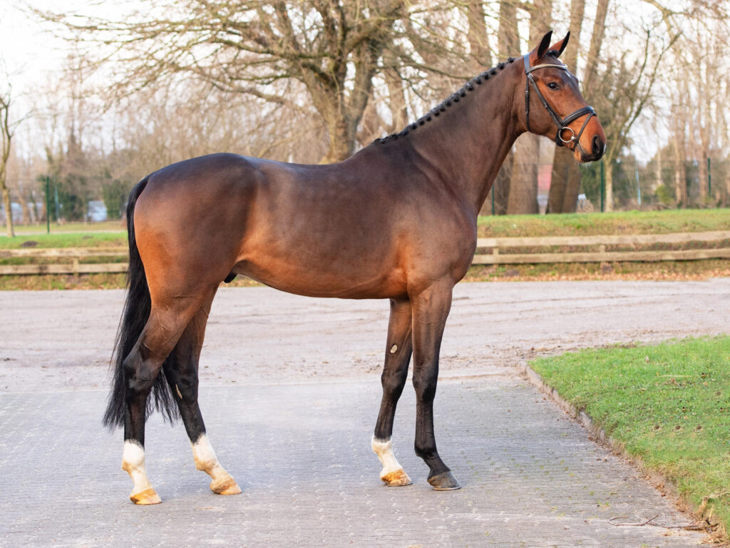 Cognac kropp Holsteiner hingstar