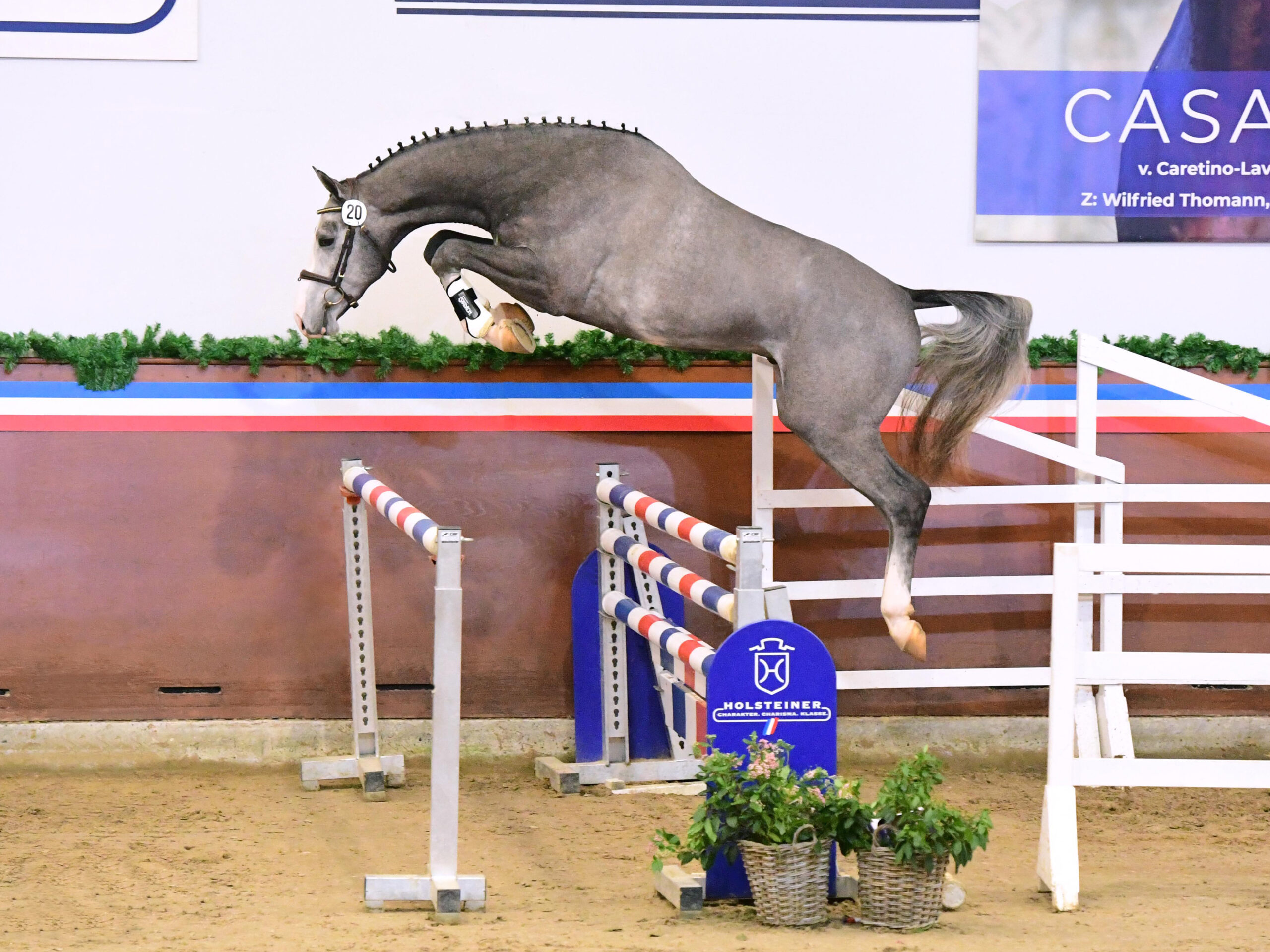 Conchezz löshoppning på hingstvisningen i Elmshorn 2024 Holsteiner hingstar