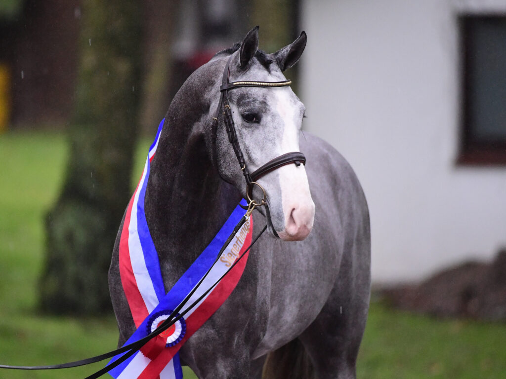 Conchezz efter tagit hem segern på hingstpremieringen i Elmshorn 2024 Holsteiner hingstar