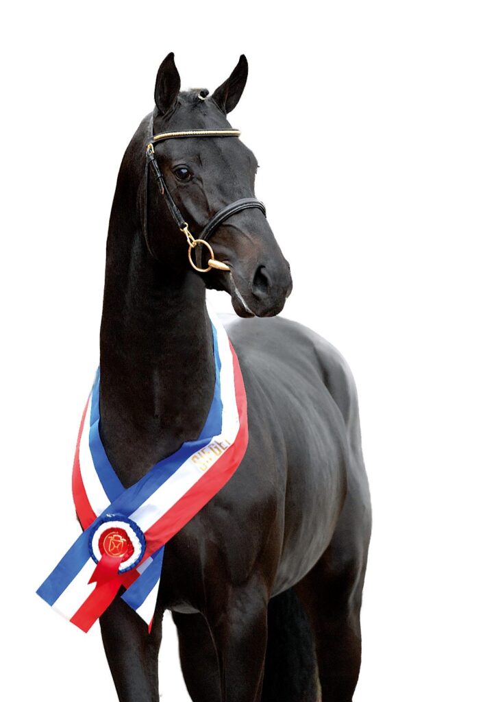 Diarado efter segen på hingstpremierien i Elmshorn 2007 Diarado riden av Bastian Frese Hagen 2010 Holsteiner hingstar