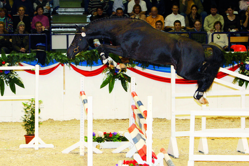 Diarado på Holsteiner visning 31.10. - 03.11.2007 Holsteiner hingstar