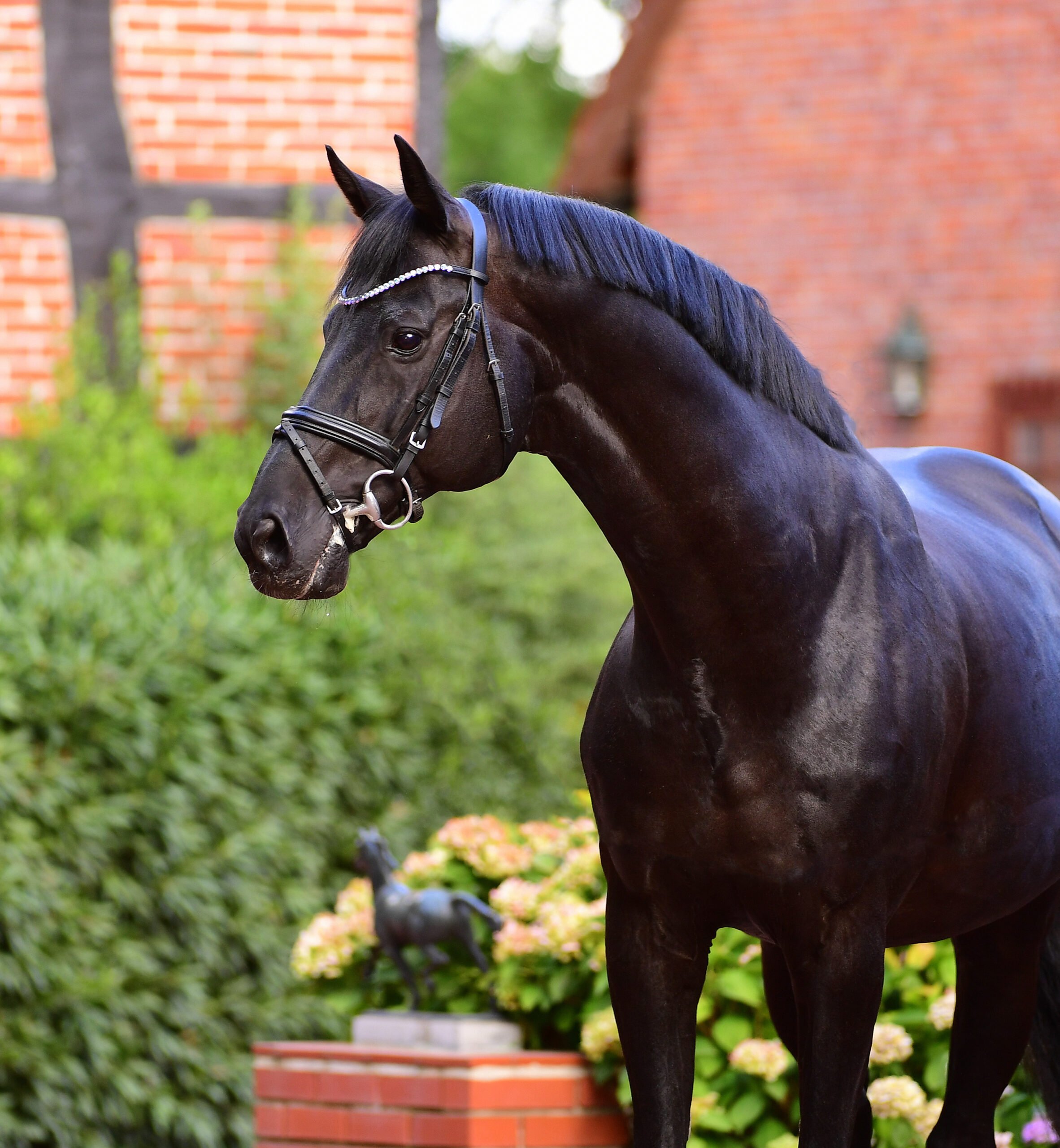 Diarado Holsteiner hingstar