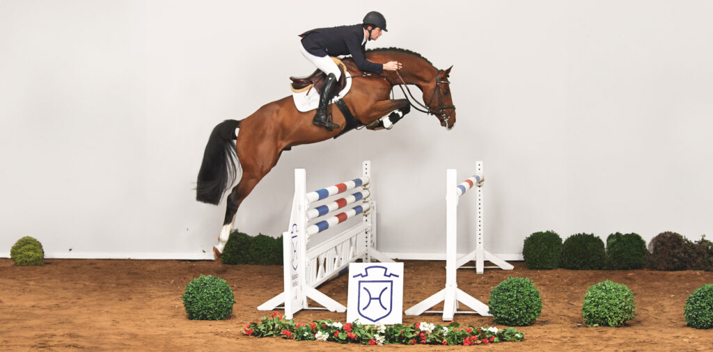 Dinken på hingstvisningen i Elmshorn Holsteiner hingstar