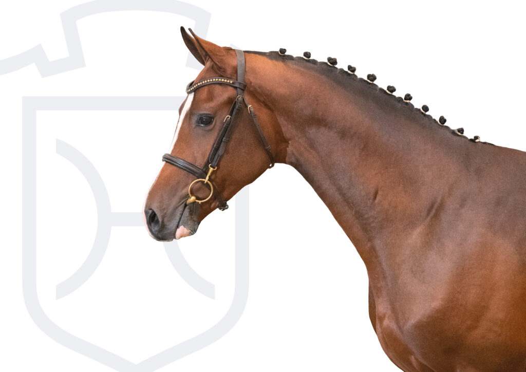 Kantato huvud Holsteiner hingstar