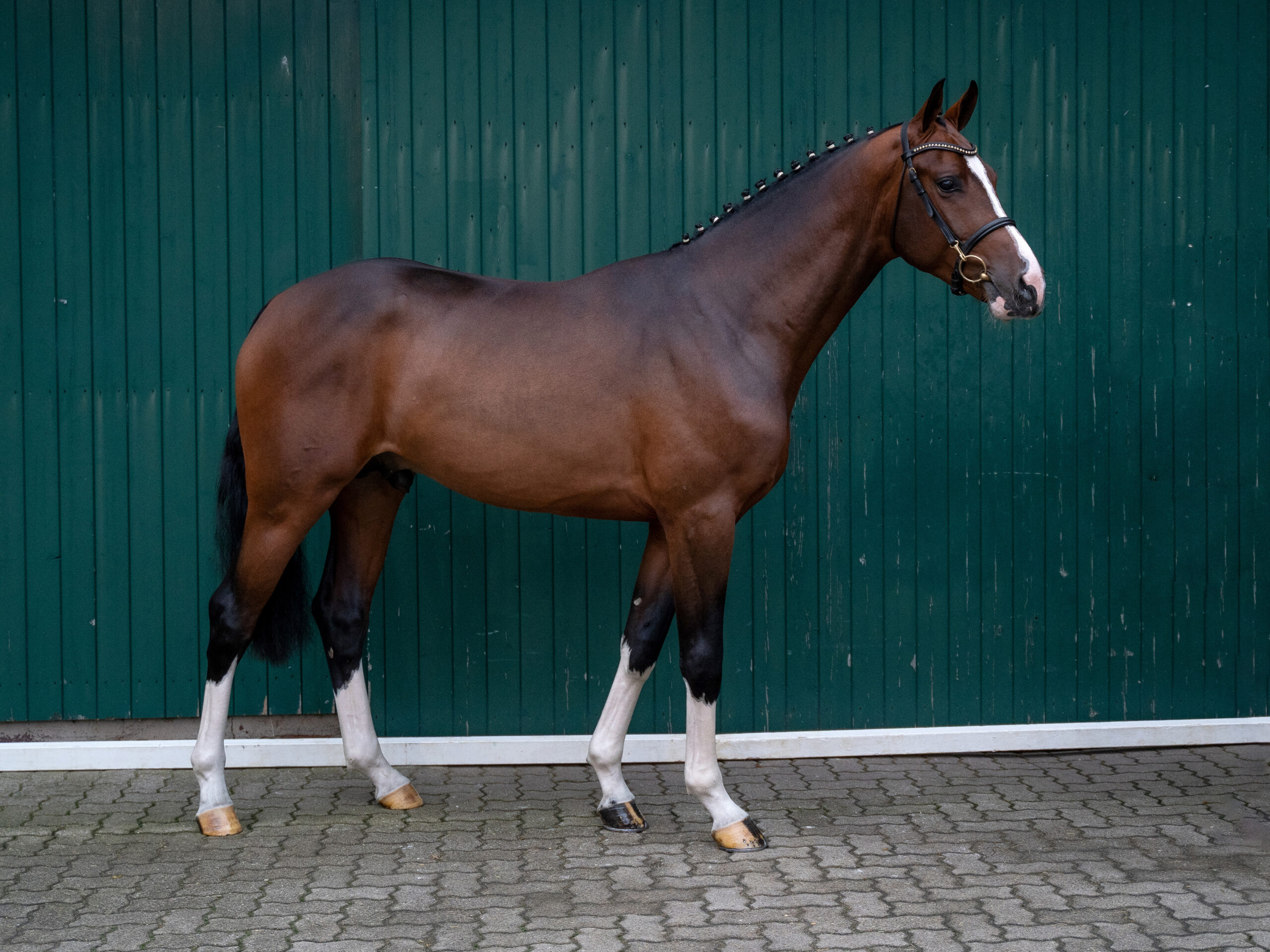 Kantato kropp Holsteiner hingstar