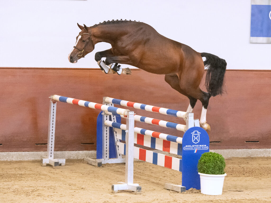 Kantato löshoppning Holsteiner hingstar