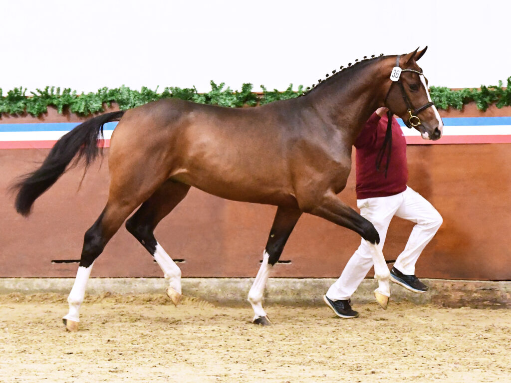 Stuteri Borrby Nr 1 Kantato visning Holsteiner hingstar