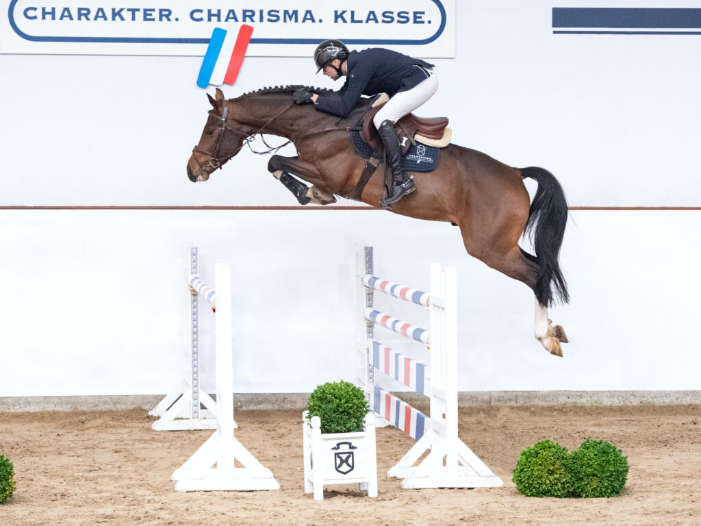 Kantato visning hopp Holsteiner hingstar