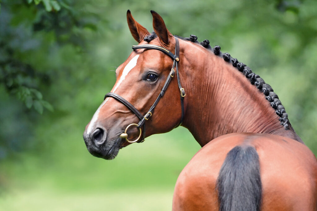 Keaton Holsteiner hingstar