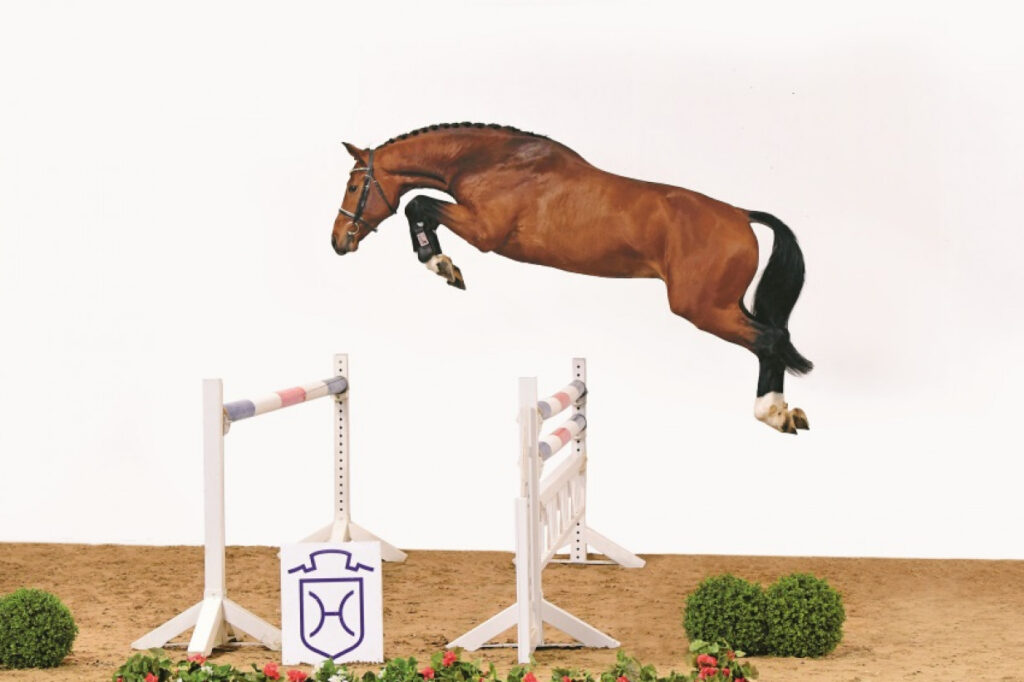 Keaton löshoppning 2019 Holsteiner hingstar