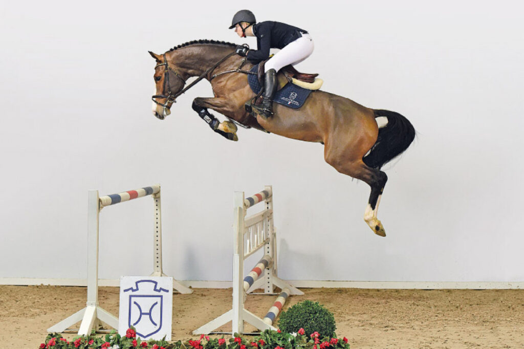 Million Dollar Holsteiner hingstar