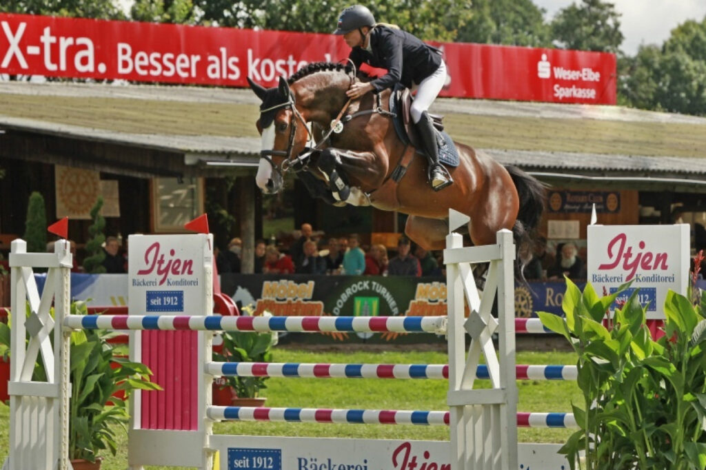 Million Dollar hopp 2018 Holsteiner hingstar