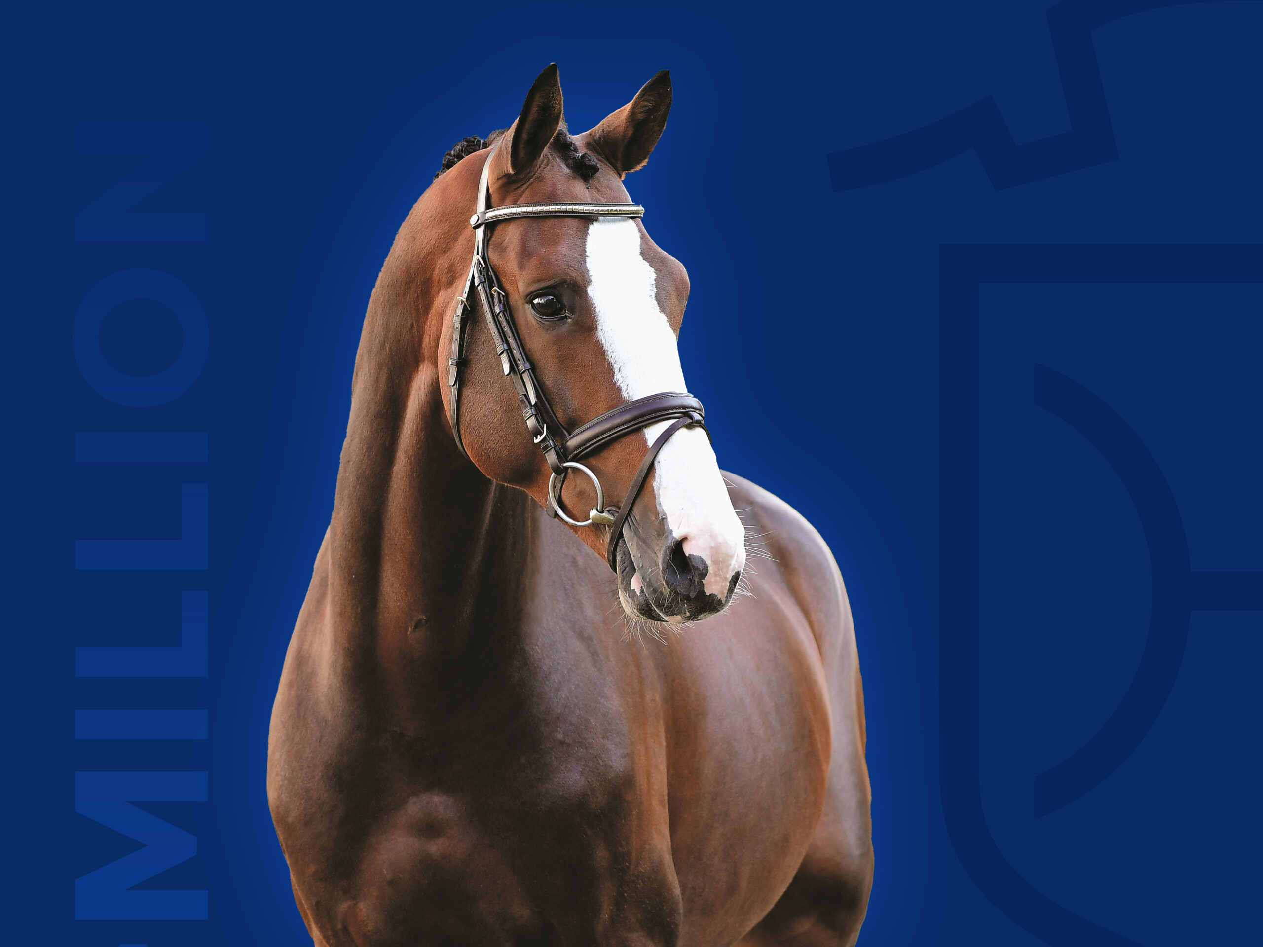 Million Dollar huvud Holsteiner hingstar