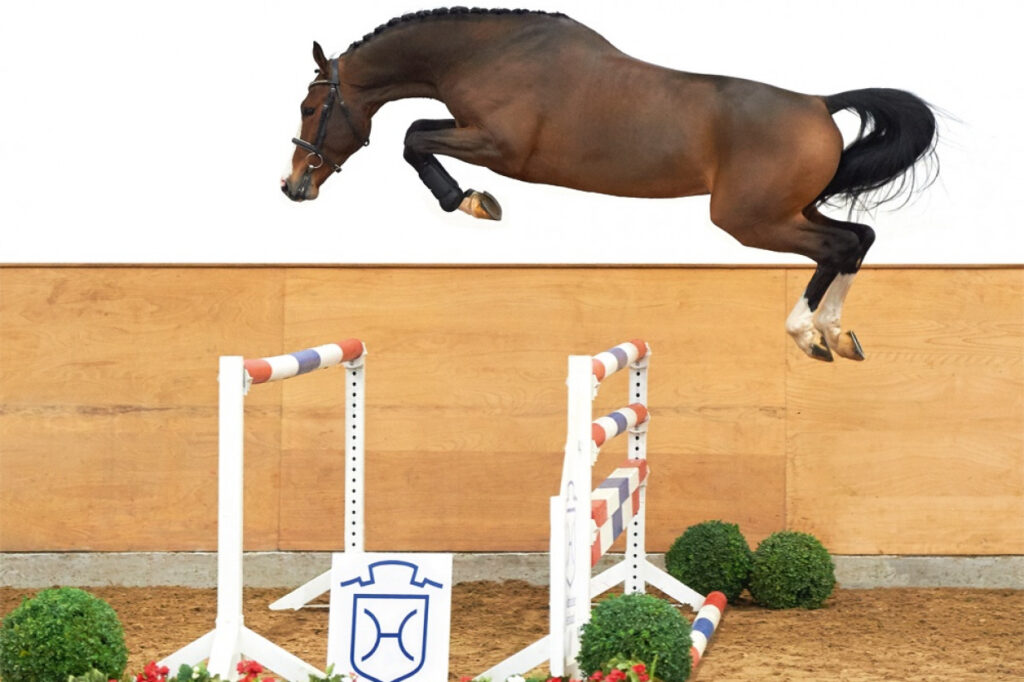 Million Dollar löshoppning Holsteiner hingstar