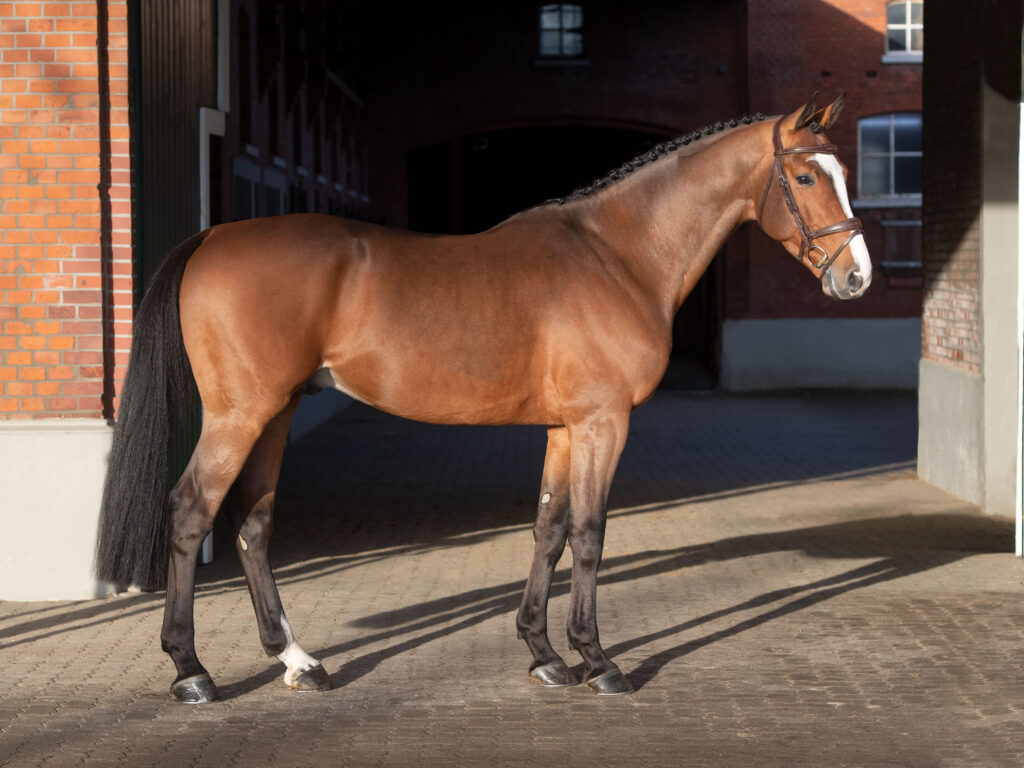 Million's Way helkropp Holsteiner hingstar