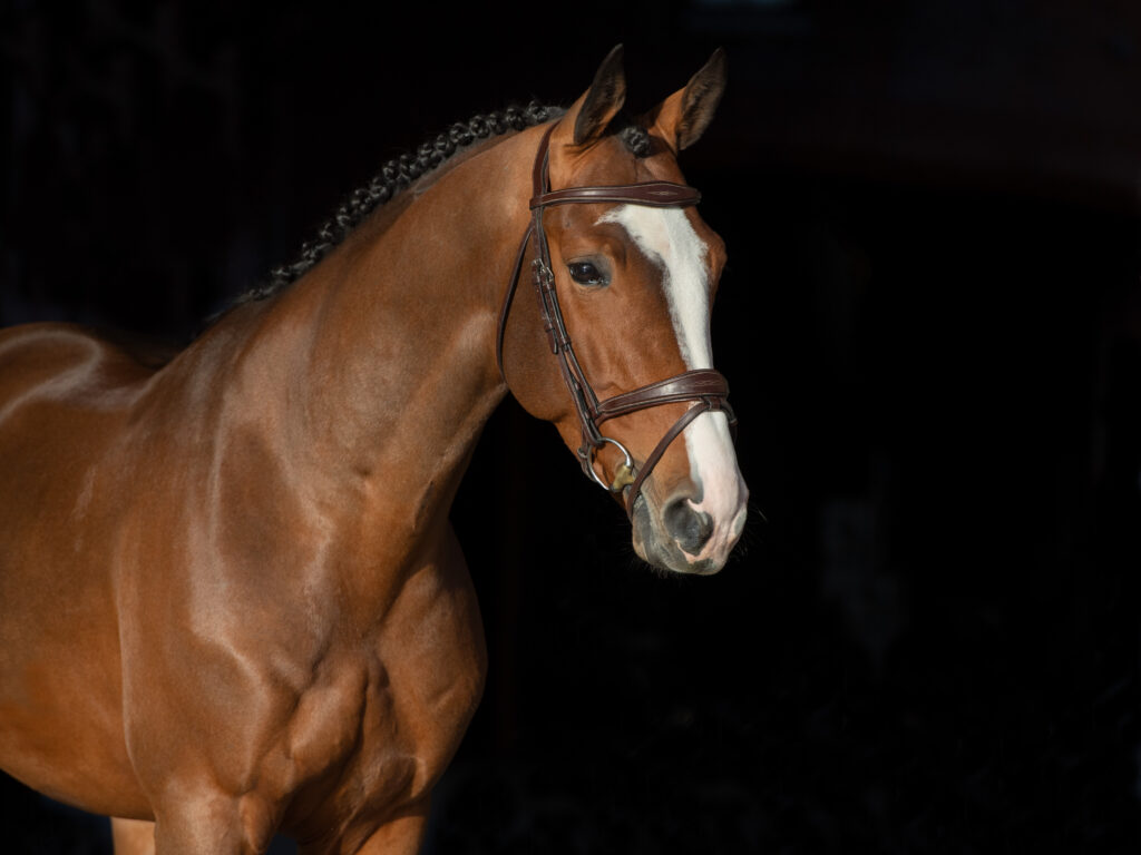 Million's Way huvud 2 Holsteiner hingstar