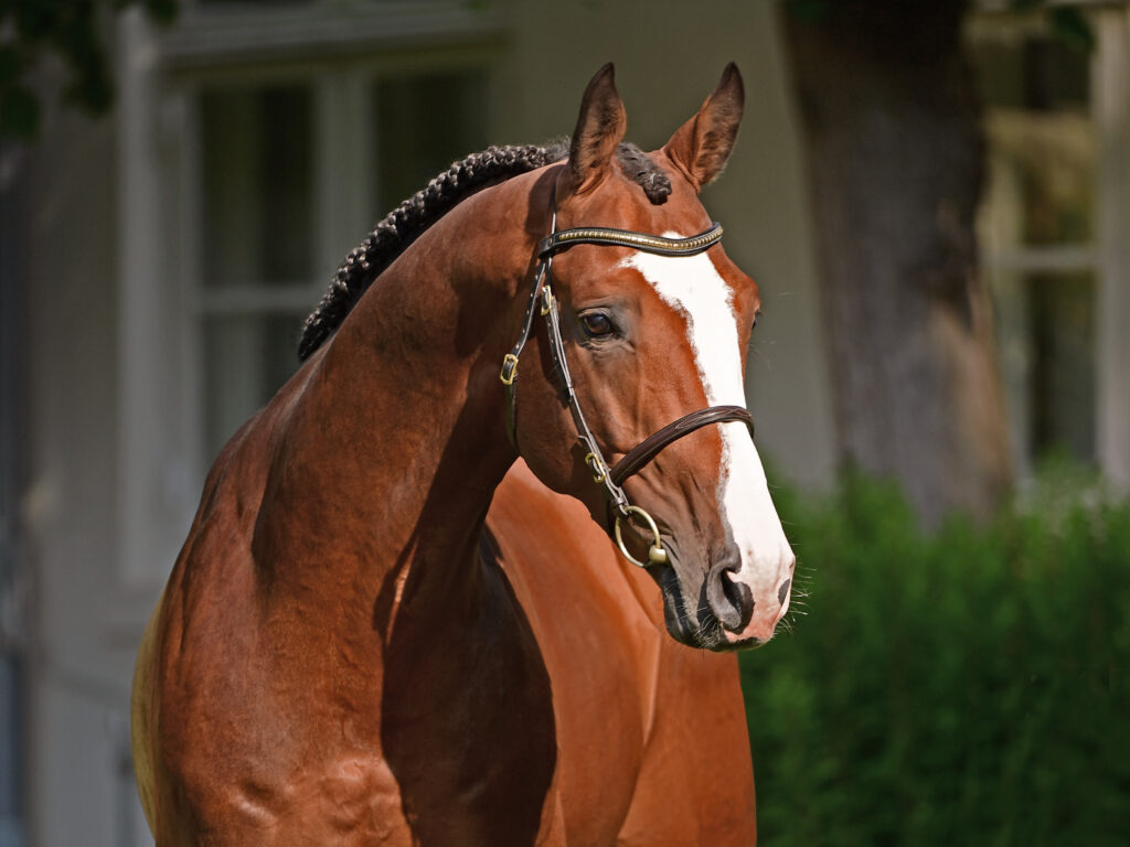 Million's Way huvud Holsteiner hingstar