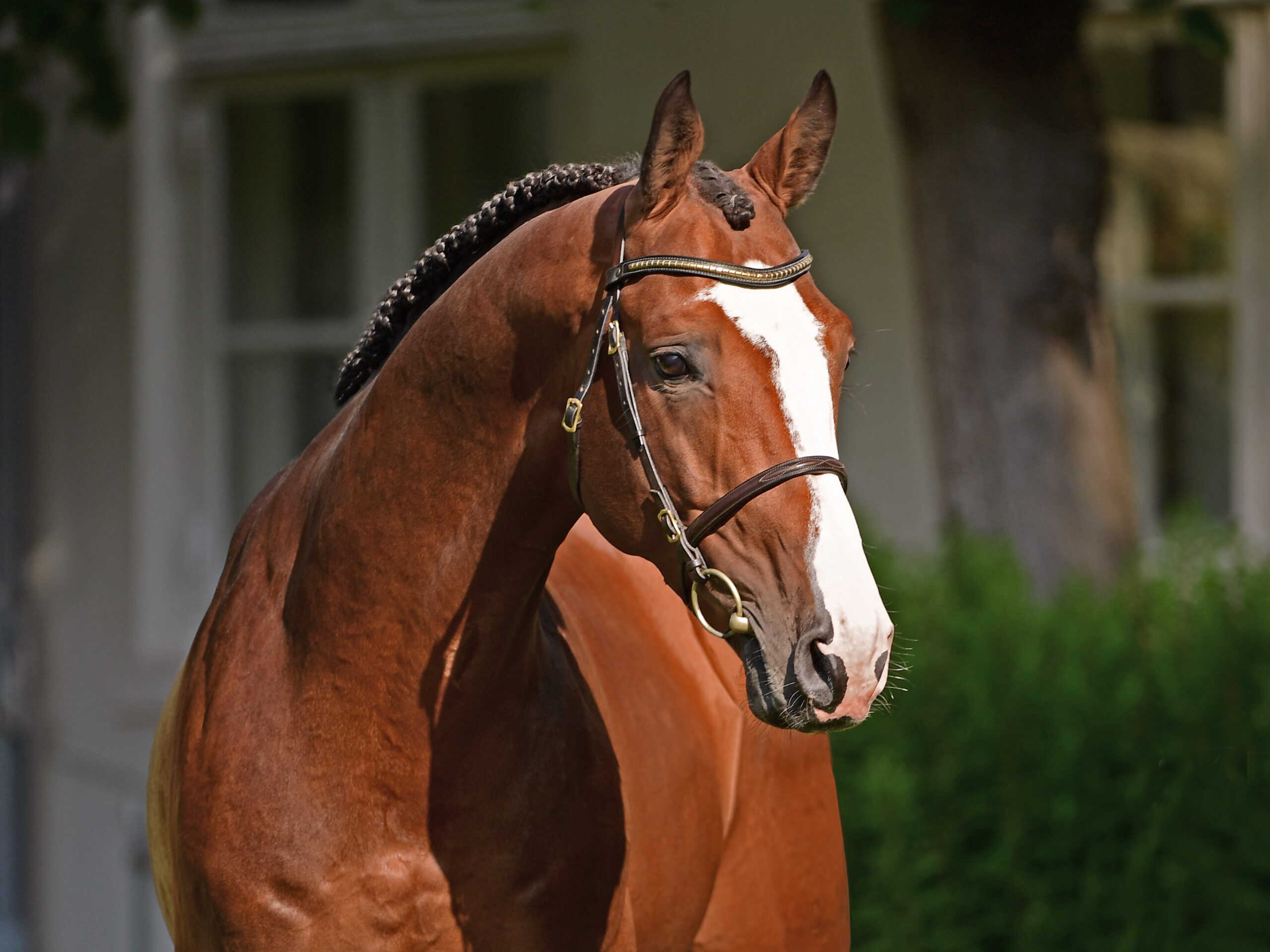 Million's Way huvud Holsteiner hingstar