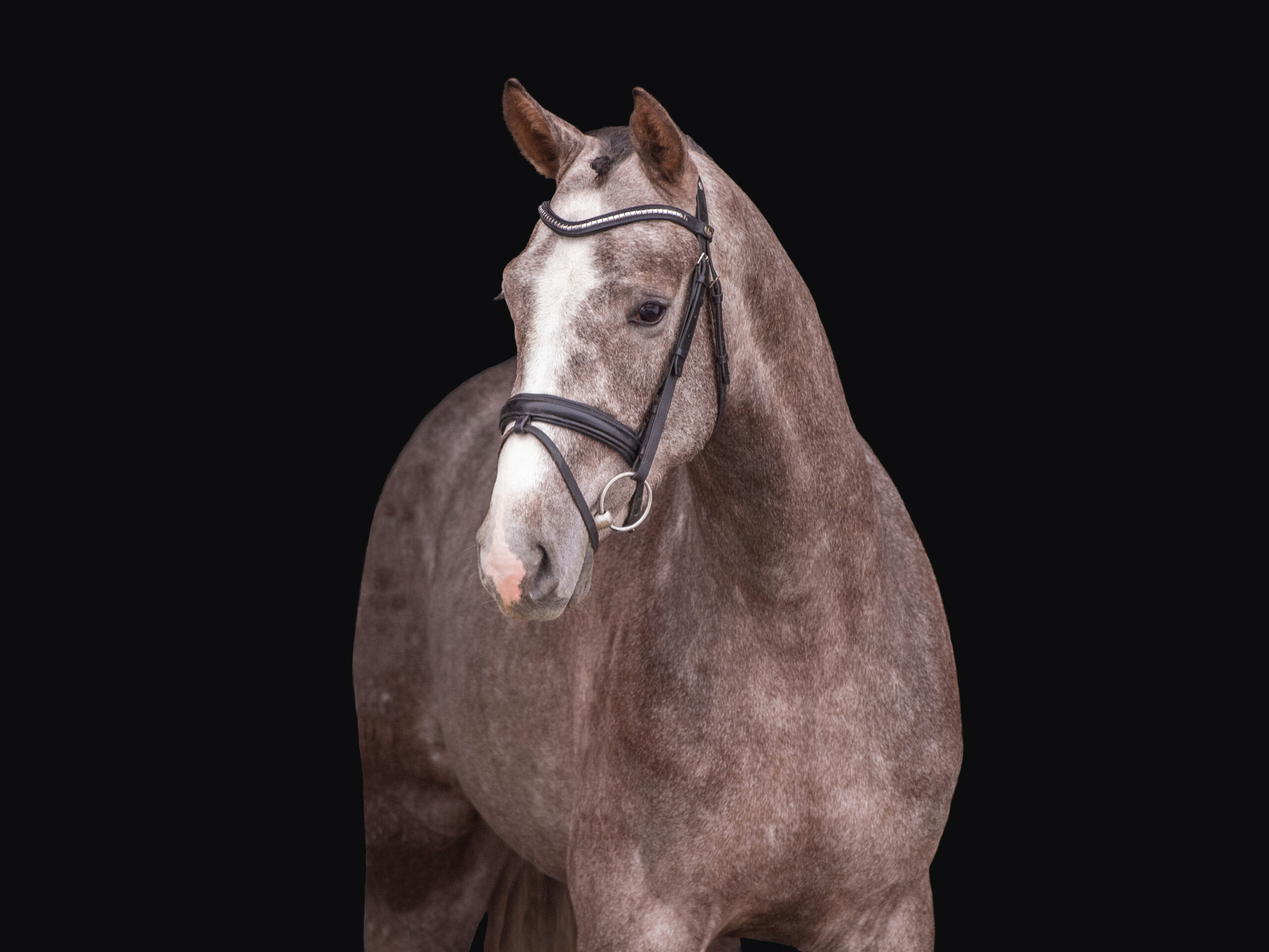 United Pleasure huvud Holsteiner hingstar