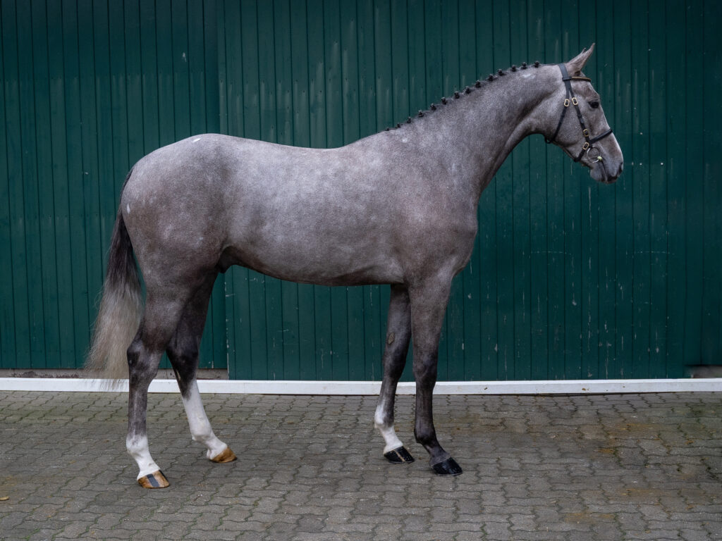 United Pleasure kropp Holsteiner hingstar