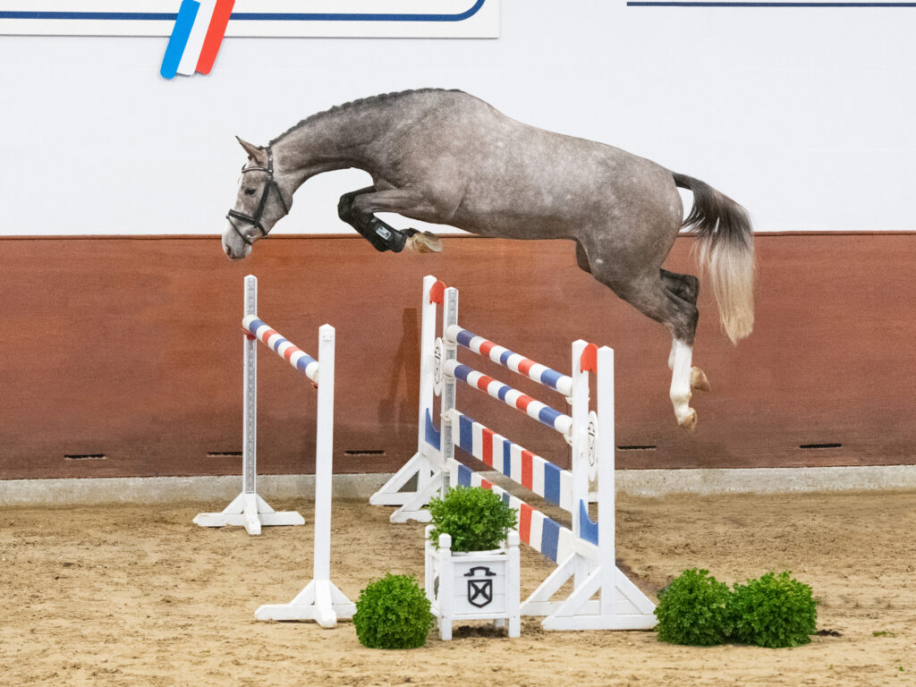 United Pleasure löshoppning Holsteiner hingstar