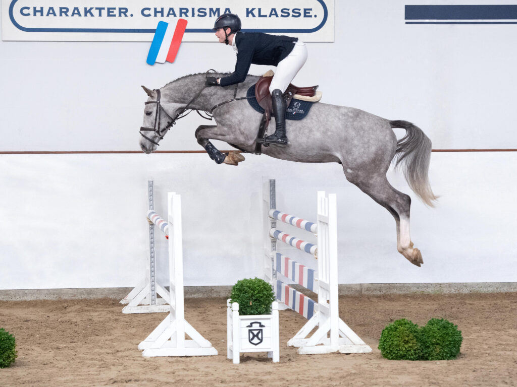 United Pleasure visning Holsteiner hingstar