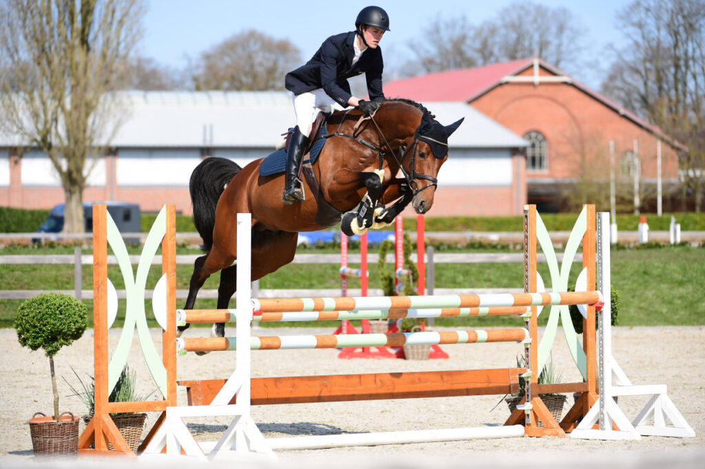 United Way hoppning 2 Holsteiner hingstar