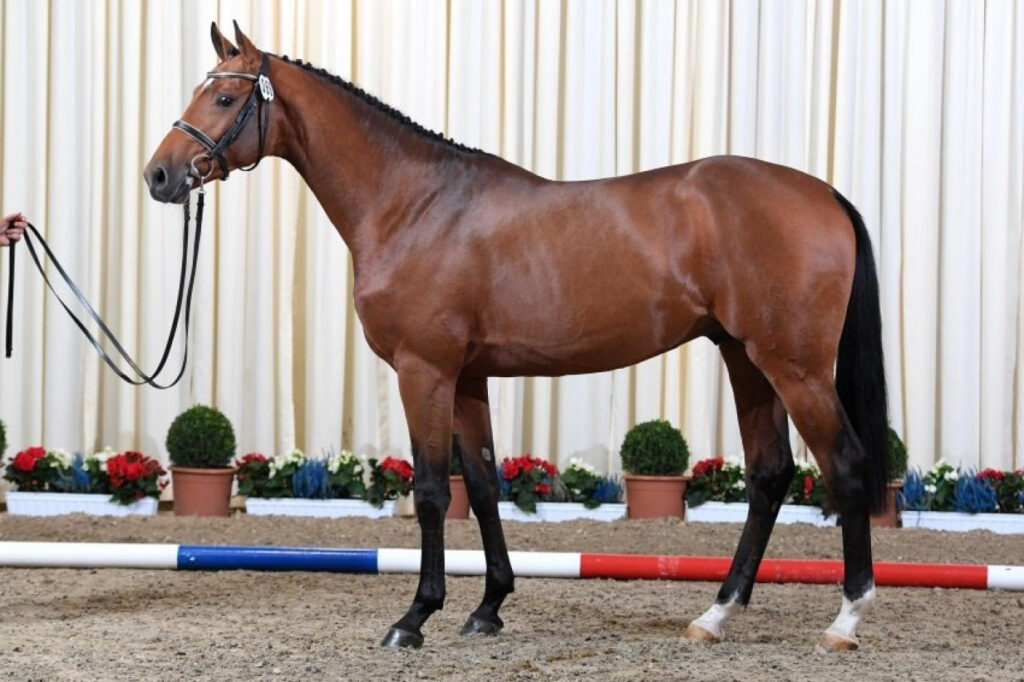 United Way kropp Holsteiner hingstar