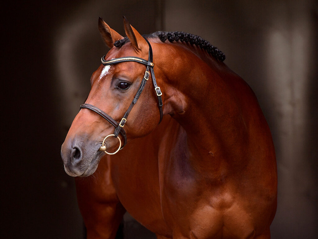 United Way kropp Holsteiner hingstar