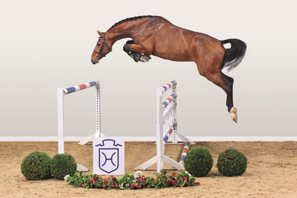 United Way löshoppning 2018 Holsteiner hingstar