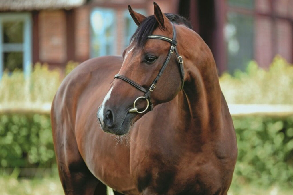 Uriko huvud Holsteiner hingstar