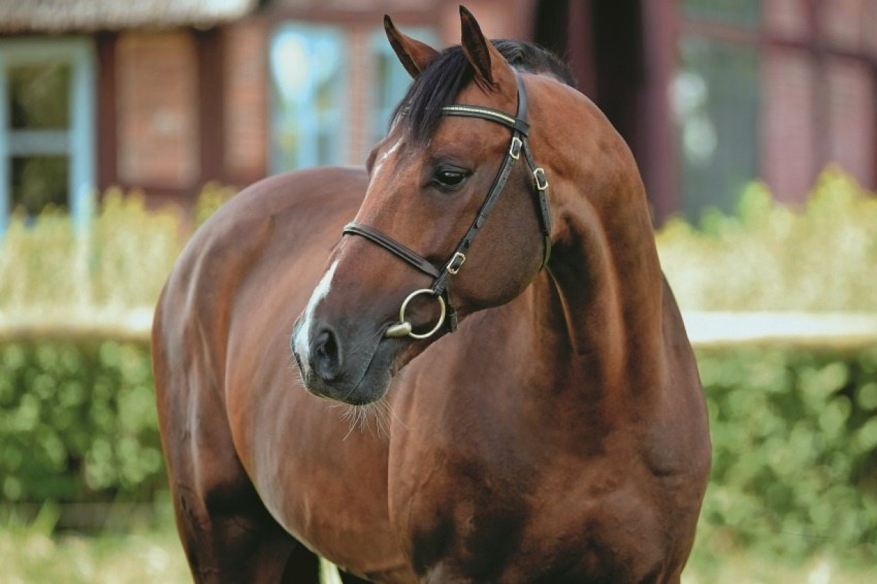 Uriko huvud Holsteiner hingstar