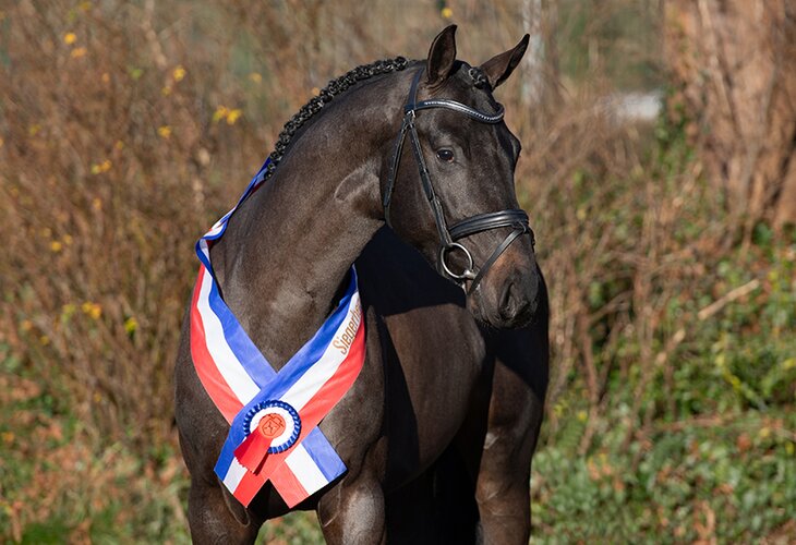 Dark Zuccero hingstpremierings segrare 2025