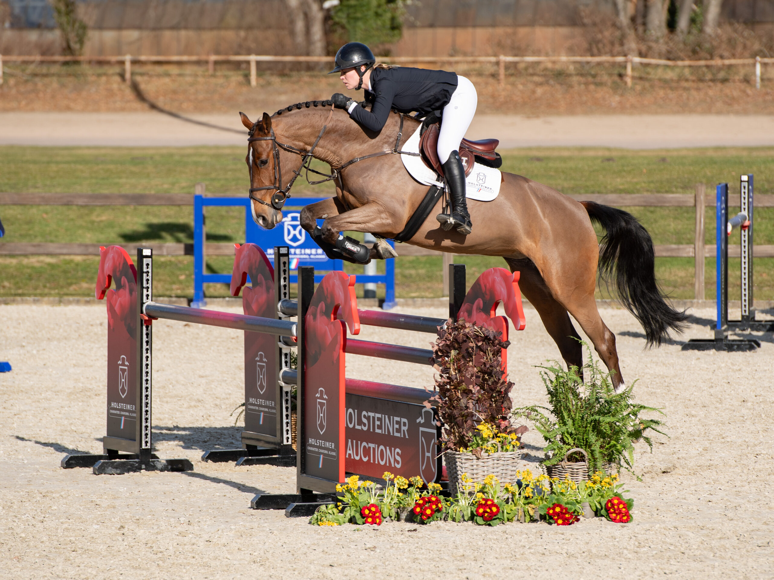 My Kanlina MPL -Million Dollar (BWP) - Kannan (KWPN)